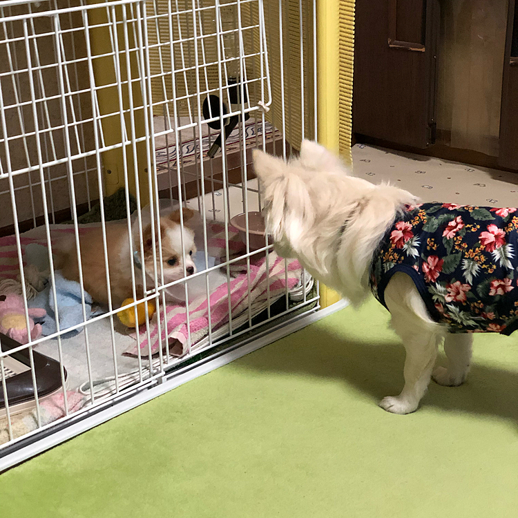 柵越しやけど、こんな風に近づく回数が
増えてきました💕
小雪は小春のバズーカが怖いんやけど🤣