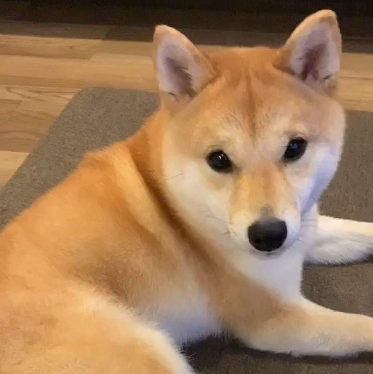 子宮筋腫をとるため昨日から入院している私ですが…もうすでにせつに会えない寂しさが募っています
開腹手術のため約2週間の入院…
1日たりともせつから離れたことのない私にとってせつが心配でなりません

なのでパパが頑張れ❣️歯磨き、ブラッシング、ごはん、お散歩とやることいっぱいですが…これを機にもっと仲良くなってほしいと願うママです😄


