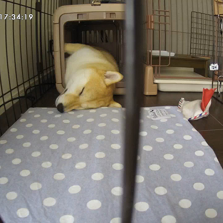 パパからもらう写メと、見守りカメラを眺めつつ…術後も頑張りますー



