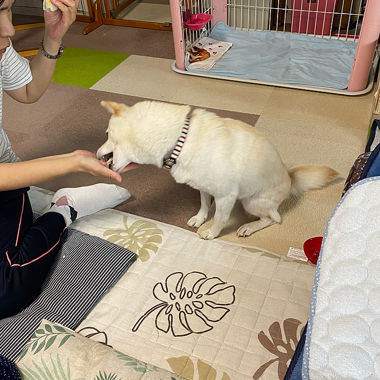 そして、ゲット。