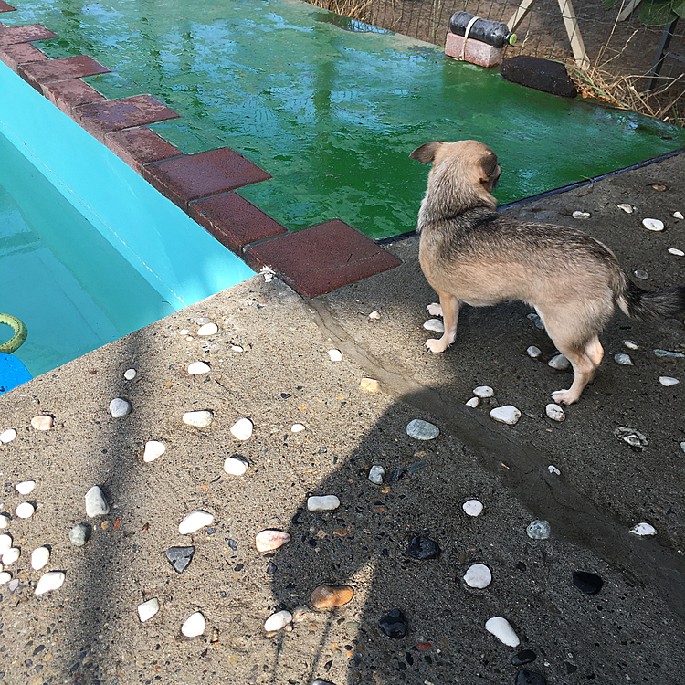 こんばんは🌙
今日は、たまに伺うドッグラン🐕でプール開きが始まり、行って来ました。