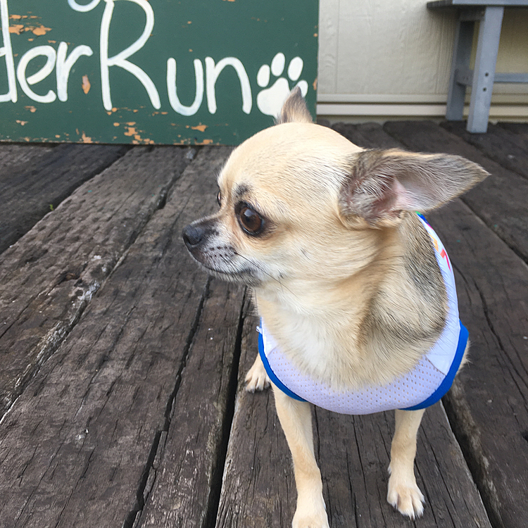 ドッグラン🐕では、大きなお友達ばかりで怖がらずに仲良く出来ました。
こんなに小さいのに逃げずによく頑張りました。この子の人懐っこいところ
本当見習わなきゃと思います😍💕