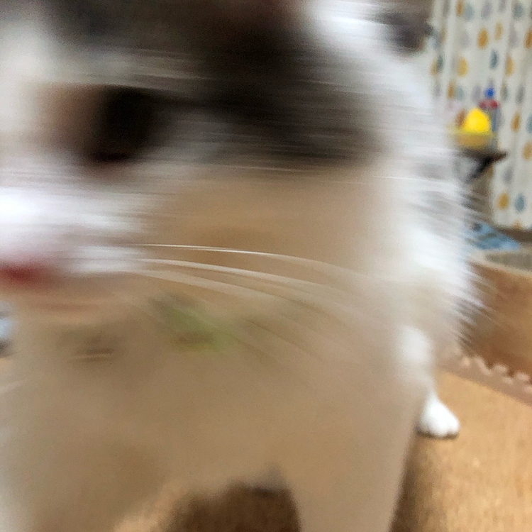 べーってしたあと逃げてったハルちゃんですꉂ(ˊᗜˋ*)
