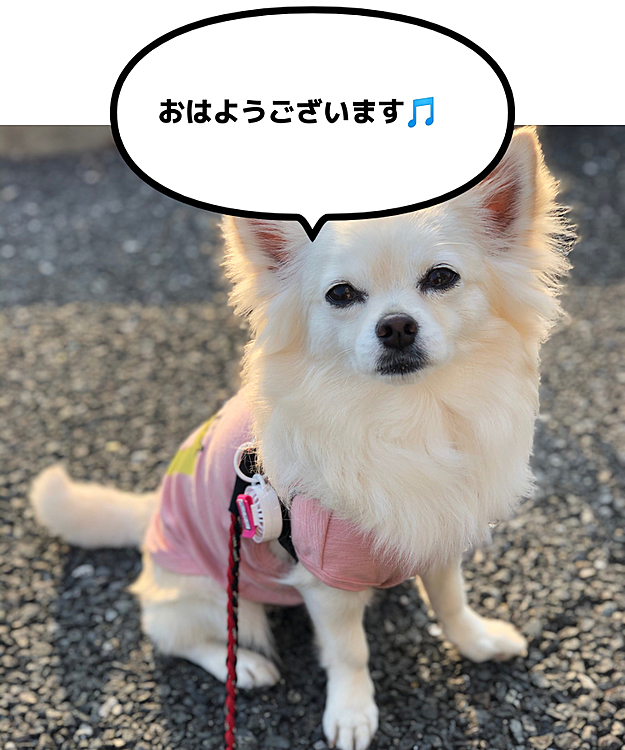 おはようございます☀
今日は、小雪特集です🐶
小春はジッとしてないから写真が撮れん🤣