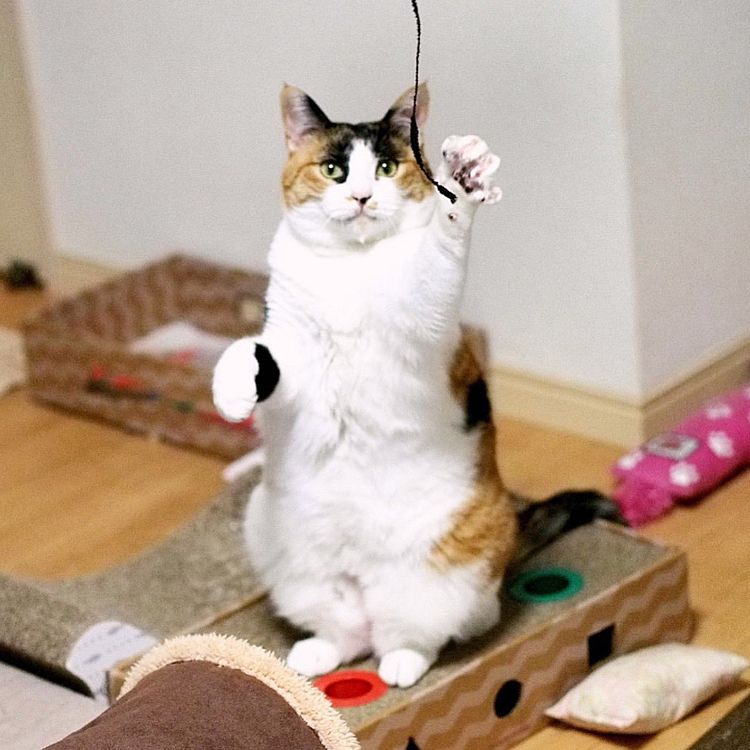 左パンチにゃ