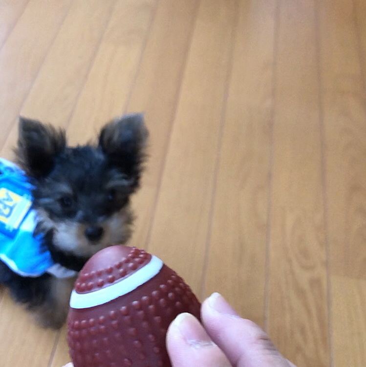 足は大丈夫そう♪今日も元気にボール遊びっ⚽️🏈