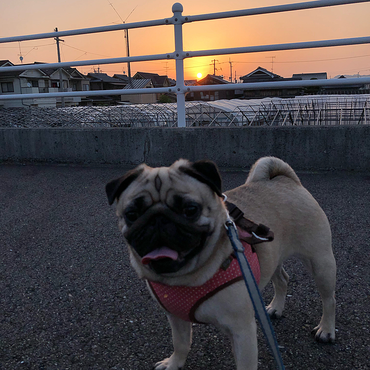 朝焼けがキレイです🌅