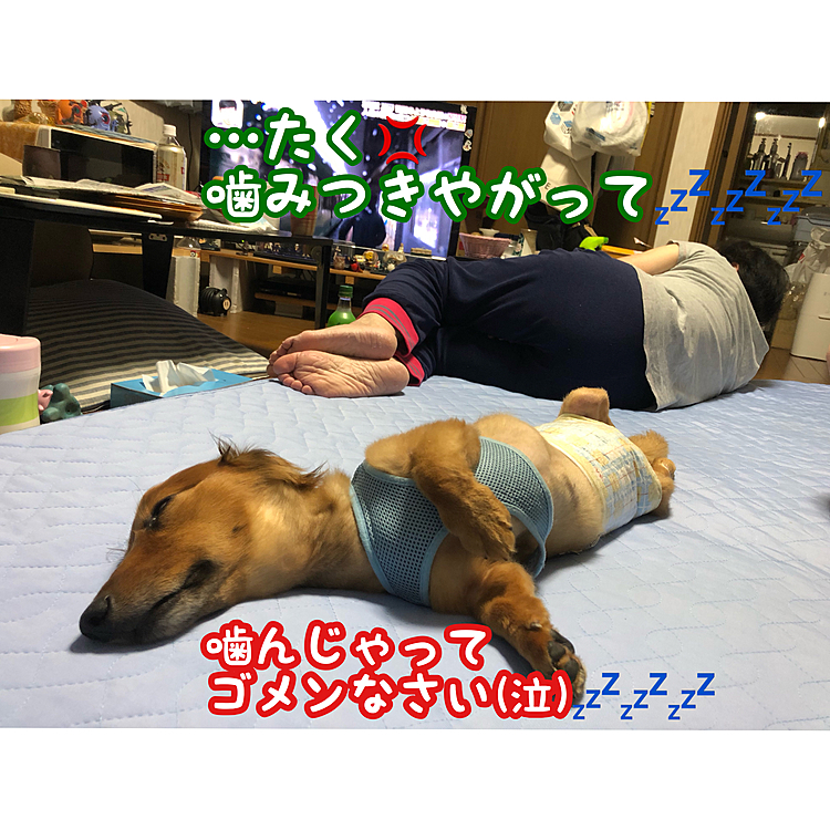 最近オムツを替えてあげようとすると機嫌が悪くなって噛み付く事もありますが…
何やかんやで似たもの同士だったりしますꉂ л̵ʱªʱªʱª (ᕑᗢूᓫ∗)˒˒
