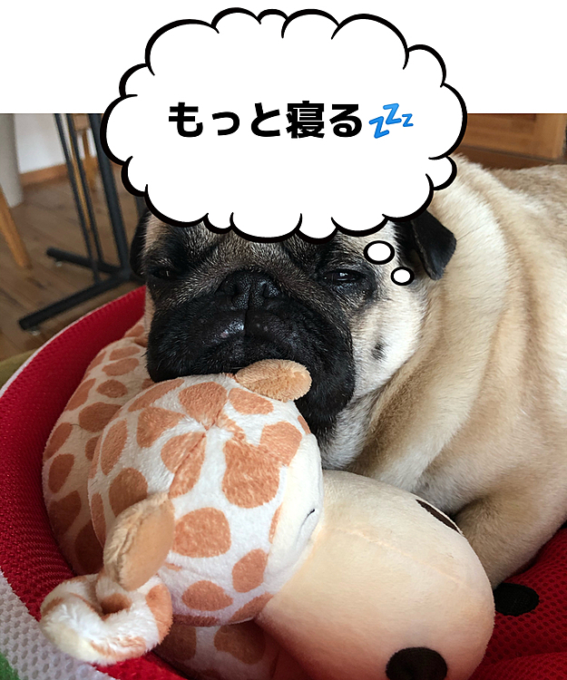 キリンさんと仲良くなりました🐶