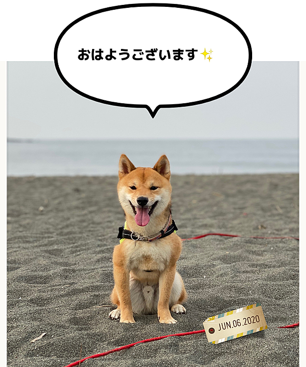 朝散歩行ってきました🐾😊
曇ってるけど蒸し暑いので櫂もハァハァしてました🌤
