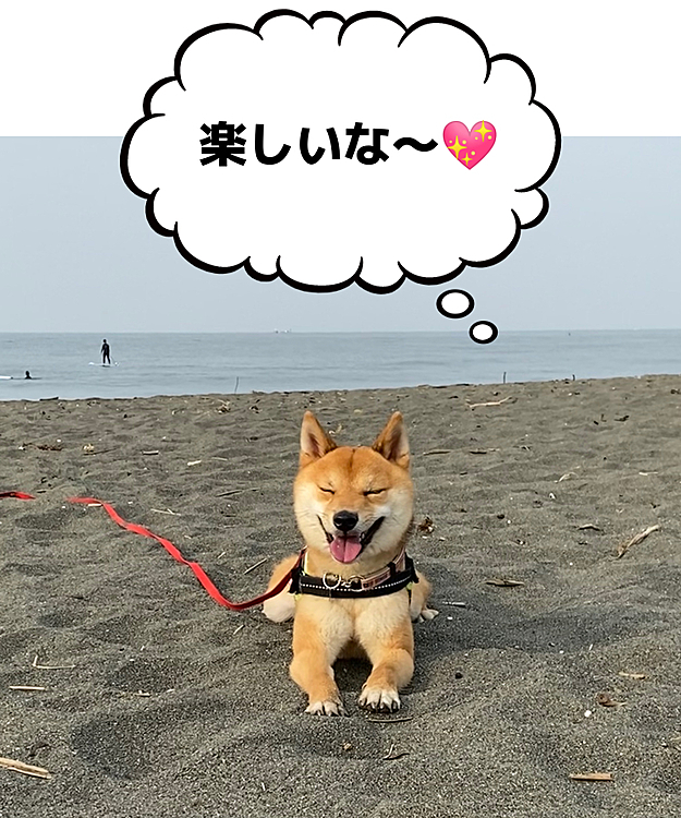 海🏖で走ったあとは。。。
今日は月1シャンプーday🧴🛁です😁
