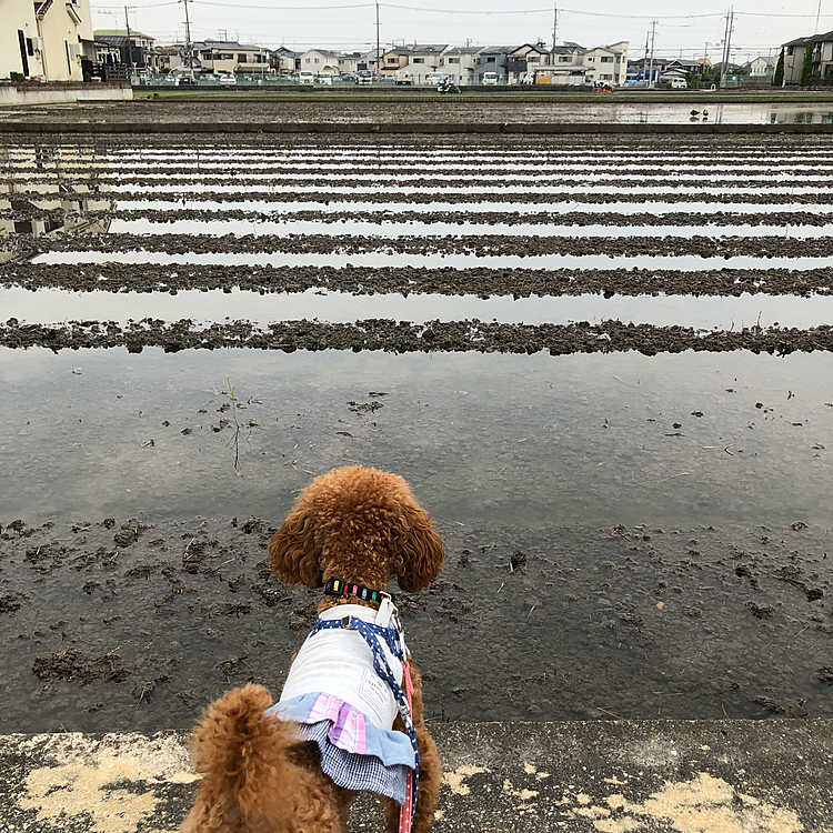 おはようございます☁️
今日の桃地方は☁️空です。
風はありますがムシムシジメジメしています。😊
お散歩行ってきました。
田んぼコース。🐾🐾
今年もこの季節がやってきました。🌾🌾
苗植えをしていました。🧑‍🌾
お米作りを見守り隊とおもいます。🌾🌾
