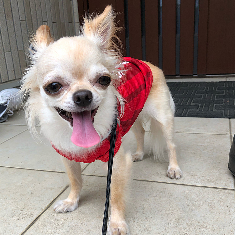 こんにちは😃
夕方から雨☔️予報なので少し早くお散歩に行ってきました😊🐶ムシムシ暑くて水分補給しなくては…😢