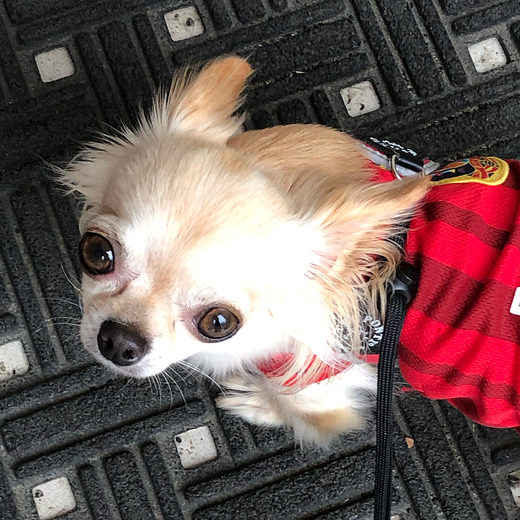 ずっと写真🤳を撮っていたので早くお家に🏠入りたそうにしていました😅