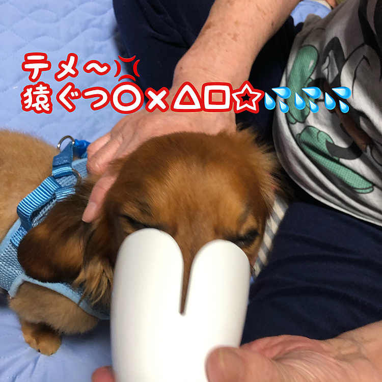 最近オムツを替えようとすると本気で怒って💢噛み付こうとして､お袋一人だと危険そうなので💦目の前にあった箸立てをお口に被せたみたら…実にジャストフィットでした👍👍👍
ココ🐶には悪いけど暫くこの方法で替えるからね｡
ココ🐶ｶﾞ━=͟͟͞͞(Ŏ◊Ŏ ‧̣̥̇)━ﾝ