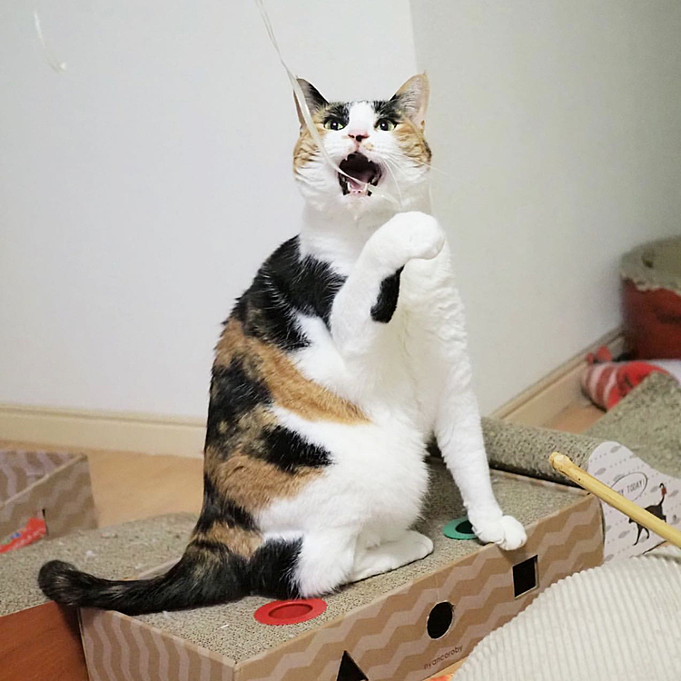 雄叫びにゃ