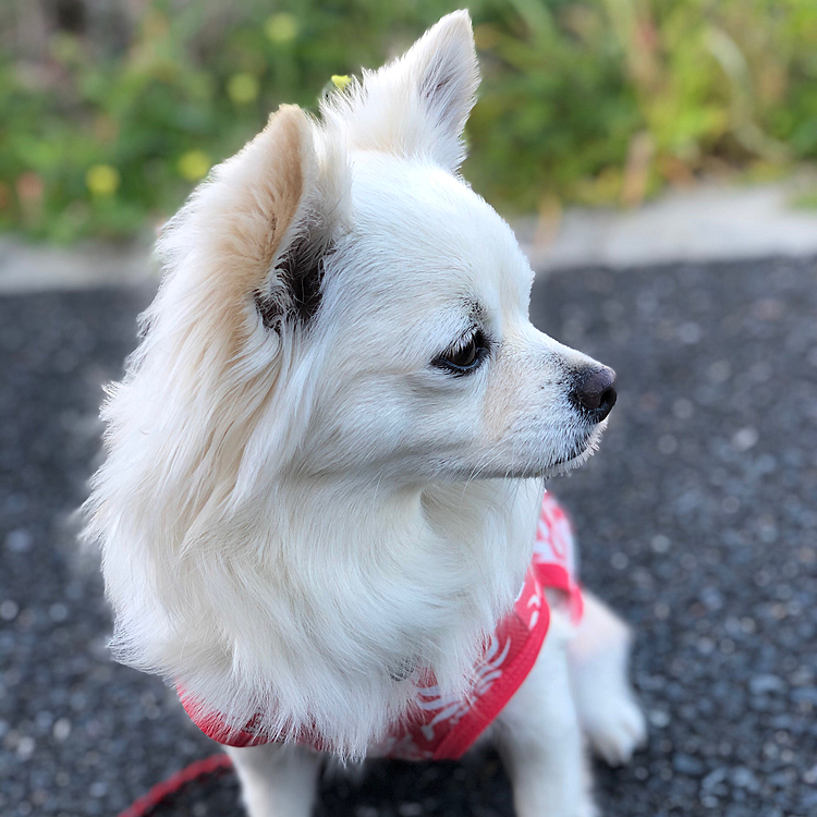 絶対にカメラ目線したらへん‼️🐶
今日はそんな気分らしいです😂
