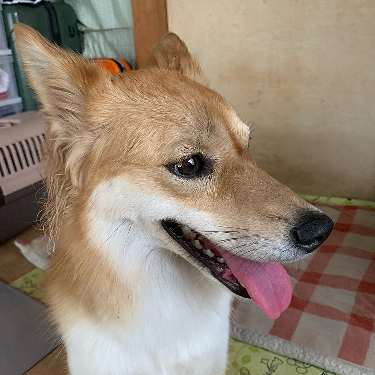 おはようございます🐶
早朝庭放牧でお顔が…サンにやられましたか⁉️
