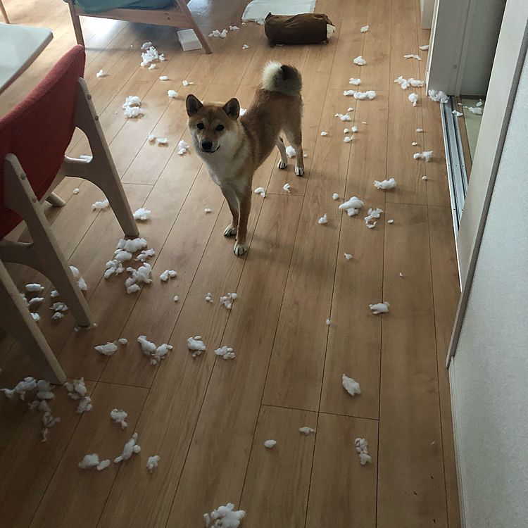 ヤンチャなペルシア🤪普通は怒らなきゃ、いけないけど、だけどママは怒れなくて、可愛い〜ヤンチャな顔が好きでまだペルシア小さいから遊びたいよね😊ってママは思います。みんなは怒りますか？　
ママは甘やかしすぎかな？