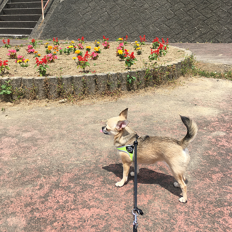 花壇の前　よそ見しちゃったね😆