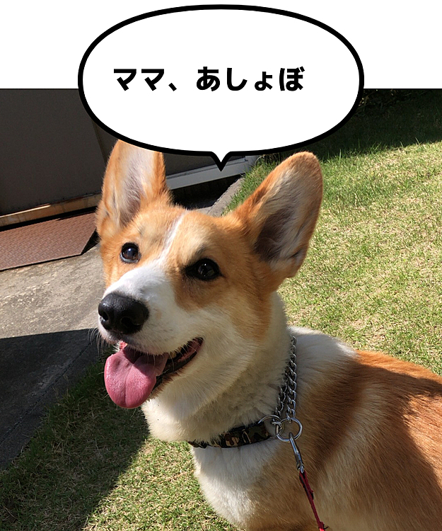 仕方ないから、おかーさんと遊ぶことに💦
