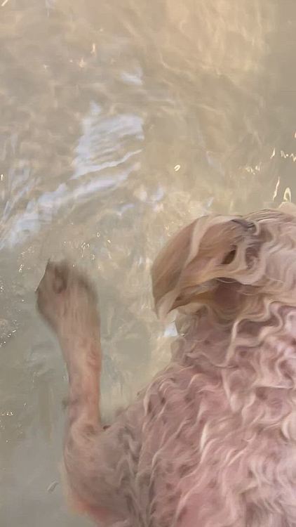 本能的に犬かき🏊‍♂️