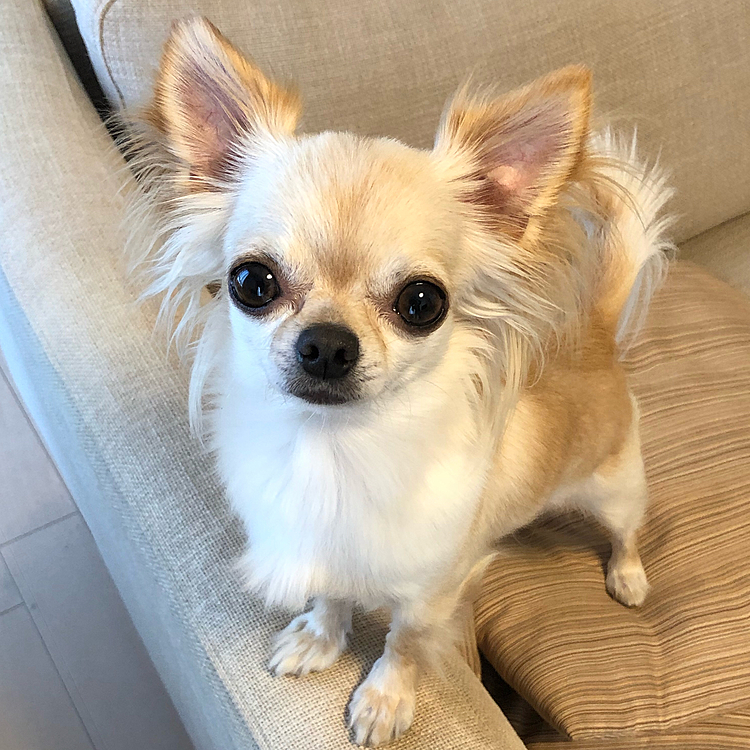 私がカサカサとしたらオヤツですか？僕にもちょうだいと来ました🐶夜ご飯を食べなくなるので少しだけボーロをあげました😅