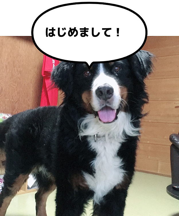 アプリ登録しました！よろしくお願いします🙏
愛犬バーニーズ、今年11歳のシニア犬ですが元気もりもりですいぬのーと