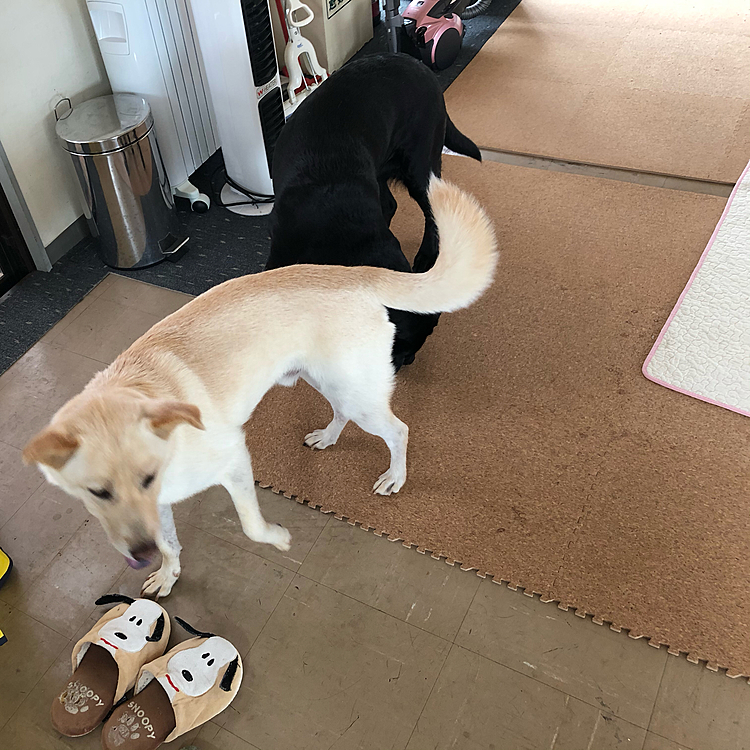 こんばんは🌆
昨日知人の家に行った時の写真です😀
黒ラブちゃんとミックスを飼っているのですが、2匹とも大歓迎してくれました😁