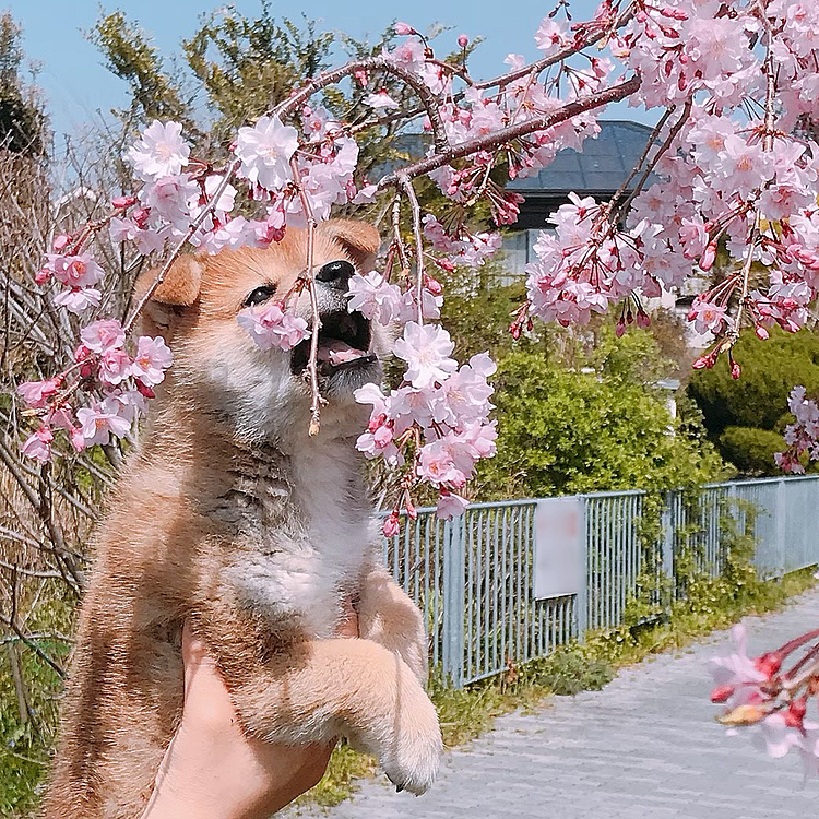 こたろう、生まれて初めて桜🌸を見たよ！
なんだこれ？美味しいのかな？

お耳はなかなか立ちません！

2018.4