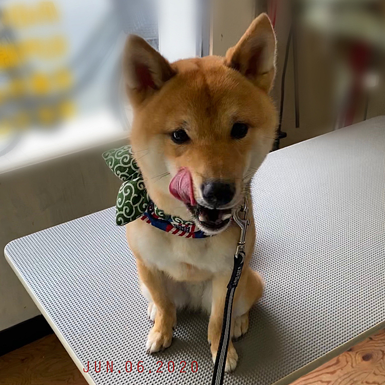 昨日はシャンプー🧴の日でした🛁
見た目は変わらないけど🤣ふわふわいい匂いになりました✨
