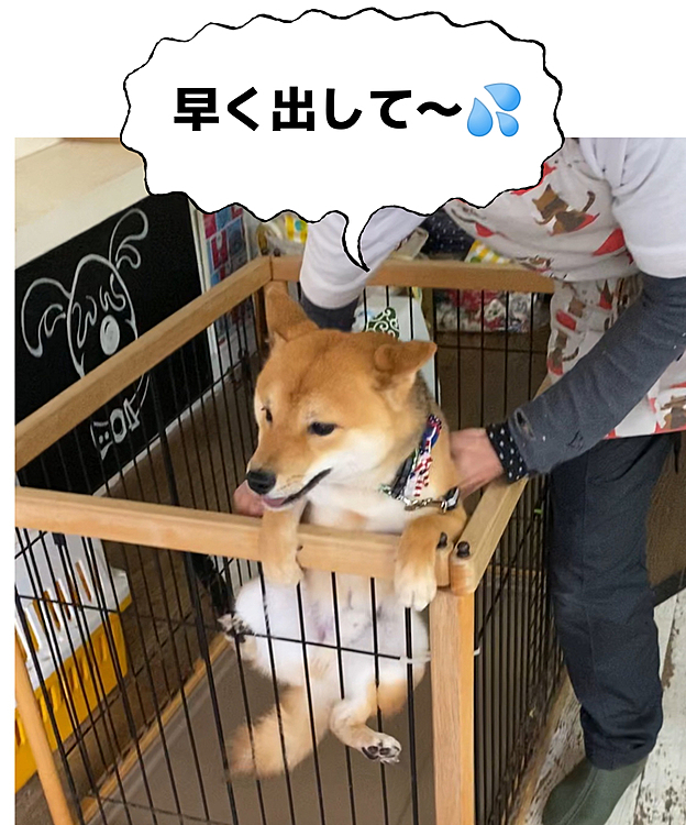 待っている間脱走するので、いつもトリマーさんがピッタリついてくれてます😅
いつもすみません💦
