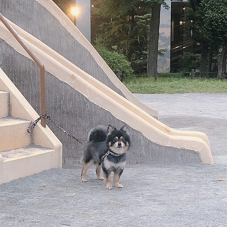 朝活🔆

早起きしたのでとらくんと運動がてら公園行ってきました🐾🌟
多分今日の仕事は眠いだろうな、、🤣💦

 せっかくだからと
撮影しようとしたけど
そっぽ向くから中々いい写真撮れず🐯笑


諦めます💫笑

