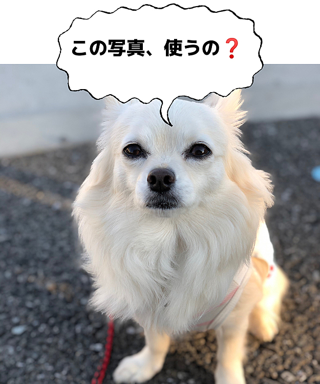 おはようございます☀
小雪は今朝も元気いっぱいお散歩してきました🐾👣
小雪、耳後ろにしたら別犬みたいやなぁ🤣