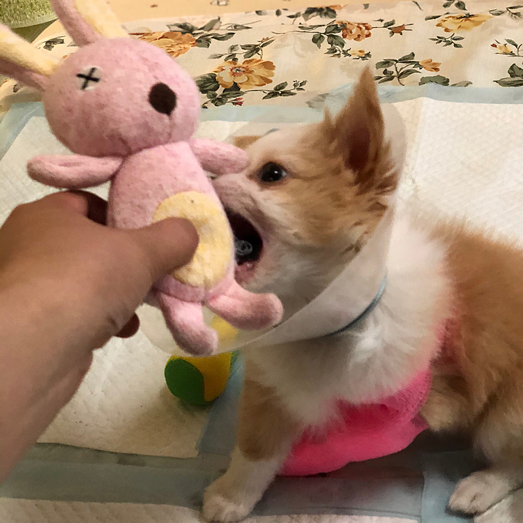 小春は朝からウサギ狩り🤣
チビやのに大きな口開けて〜
ぜんぜん迫力ないわぁ😂
昨日、病院で体重測定したら1kgになってました✨
