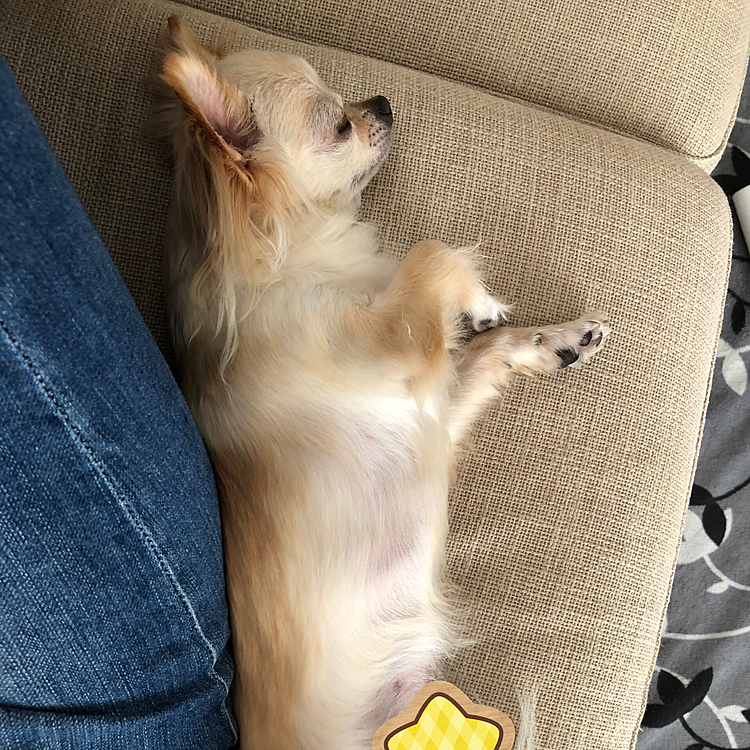 おはようございます☀
私がみなさんの可愛いワンちゃん🐶猫ちゃん🐱を見ていたら隣で寛いでいました😆😆
