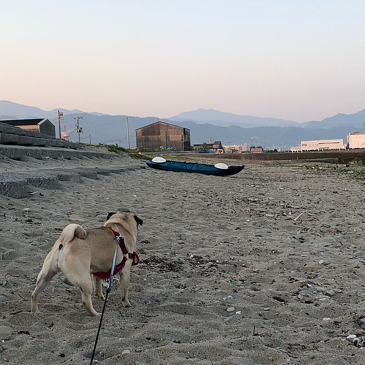 お兄さんが運んできたカヌーが気になったようです🛶
お兄さんはこの後、カヌーに釣り竿とクーラーボックスを積んで海へ。
うらやましい🎣