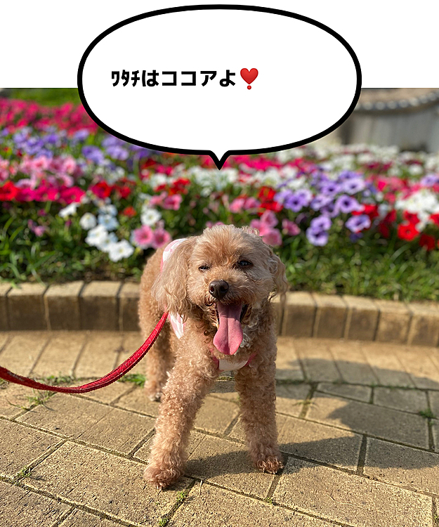 お花いっぱい咲いてて、ワンちゃん連れの方が多く写真撮りしてました📸

緊急事態宣言解除されましたが、三蜜を避けながらマスクや手洗い最低限出来ることは続け、自分の健康、3🐶達の健康を守っていこうと思います。