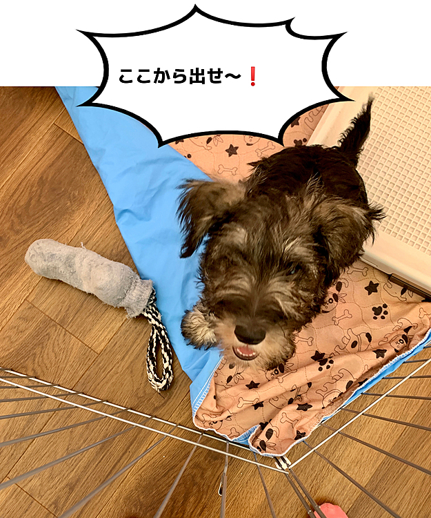 ロッシの投稿