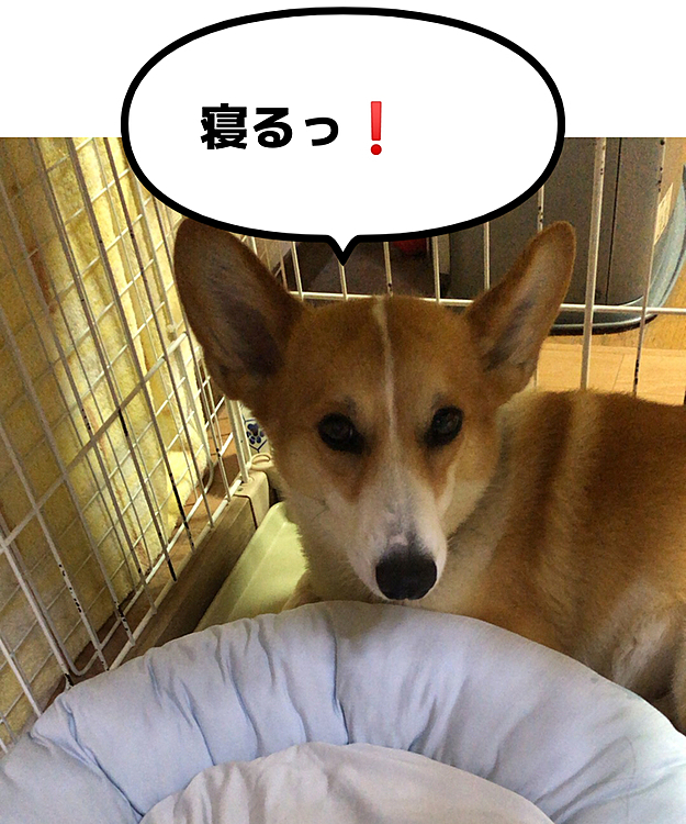 なぜ、ひんやりベッドを使わない？🤣