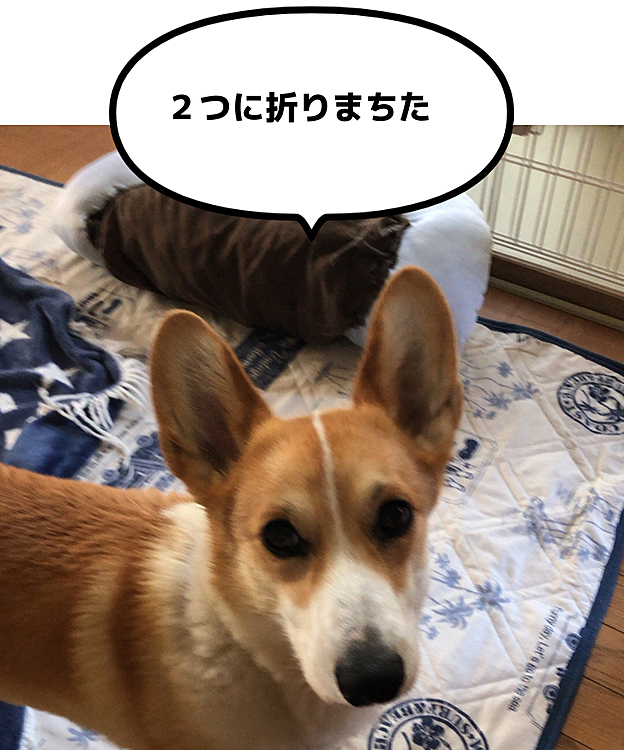 まーた🤣２つに折り曲げてた🤣笑笑