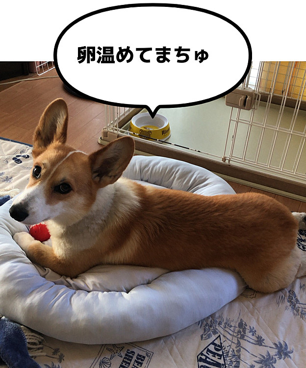 赤い卵ね🤣
そこからはきっと何も生まれないよ🤣