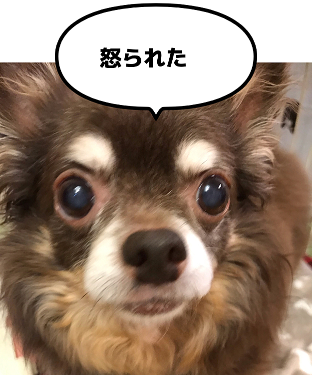 もう少しの我慢だから大人しくして下さい😅
今日のルイでした😂
