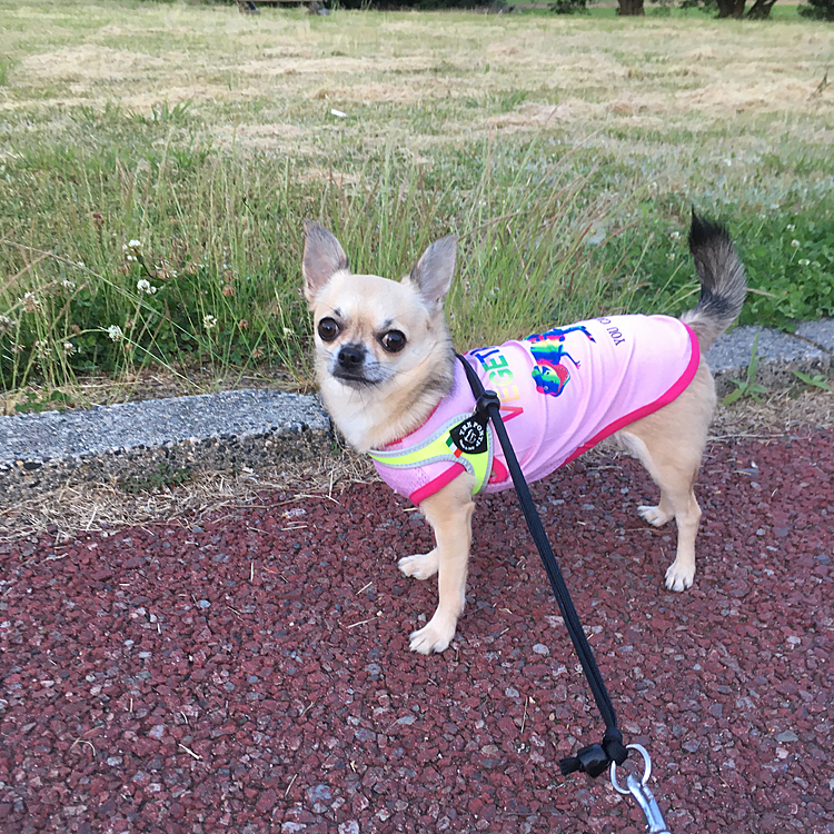 poco raraの投稿