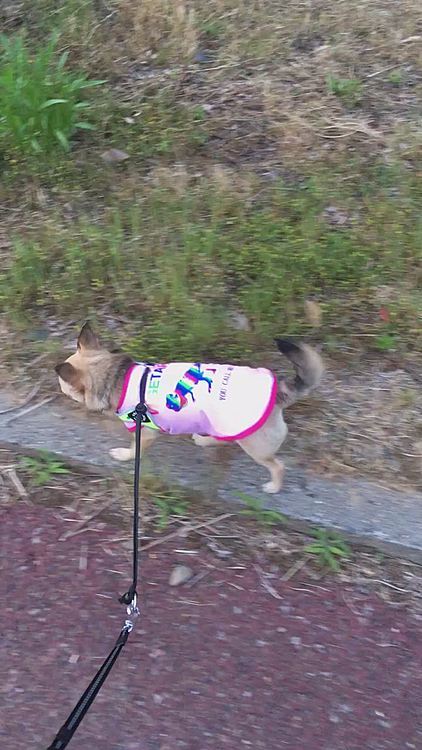 こんばんは🌙
今日も、夕散歩へ行って来ました🐕💨　ミニシュナちゃんとご挨拶出来たね😊pocoはグイグイ近づいてったけど、ミニシュナちゃんは、怖いもの知らずのpocoを警戒してました😅💦