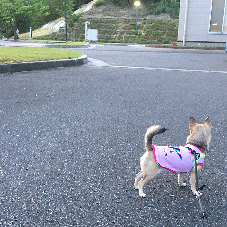 遠くにいるのを見つけてクーンクーンと鼻を鳴らしてました😊今日は、楽しかったね🐶💕