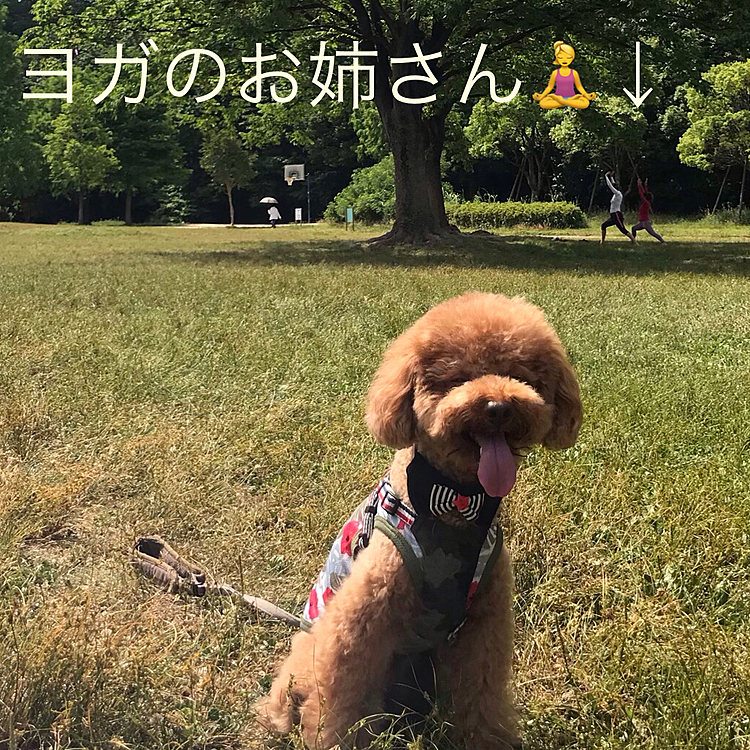 6月に入りほぼ毎日のように真夏日のハッピー地方です💦

今日も31度予報でしたが、湿度が低かったのもあり朝散歩では日陰だとひんやり感じました😉
木陰ではヨガをしているお姉さん達がいますね🧘‍♀️