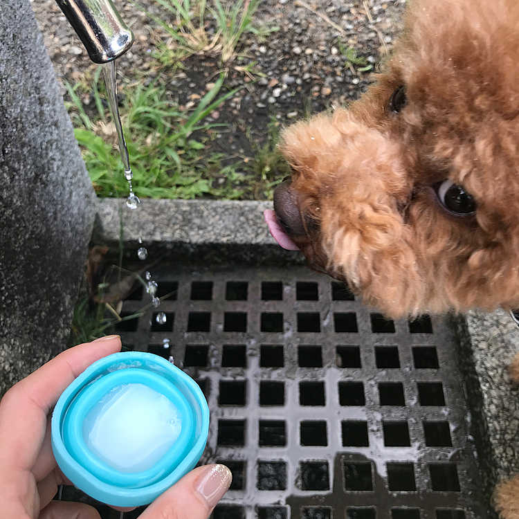 最近はお散歩から帰宅したらヤギミルクをあげていましたが、散歩中にあまりお水を飲まないので散歩中に飲めるようにヤギミルクを持参してみました🐐🥛
1杯目はすぐに飲み干したので、すぐに2杯目もあげたらまさかの拒否😭
でも捨てるのも勿体なく手に持ちながら散歩を続けていたら水飲み場に向かいます🚰まさか飲むの⁉️と一応蛇口をひねってみるとペロペロ飲みました💧
あの〜こちらにヤギミルクありますけど🐐🥛
この後頑なに飲みませんでした🤣