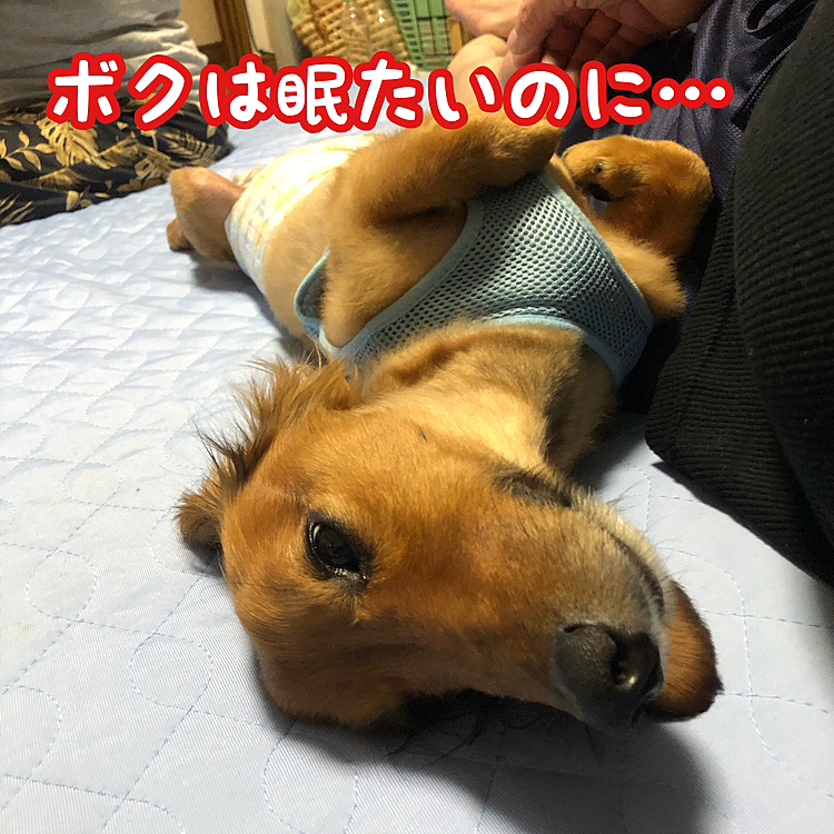 モンキー･H･ミッチーの投稿