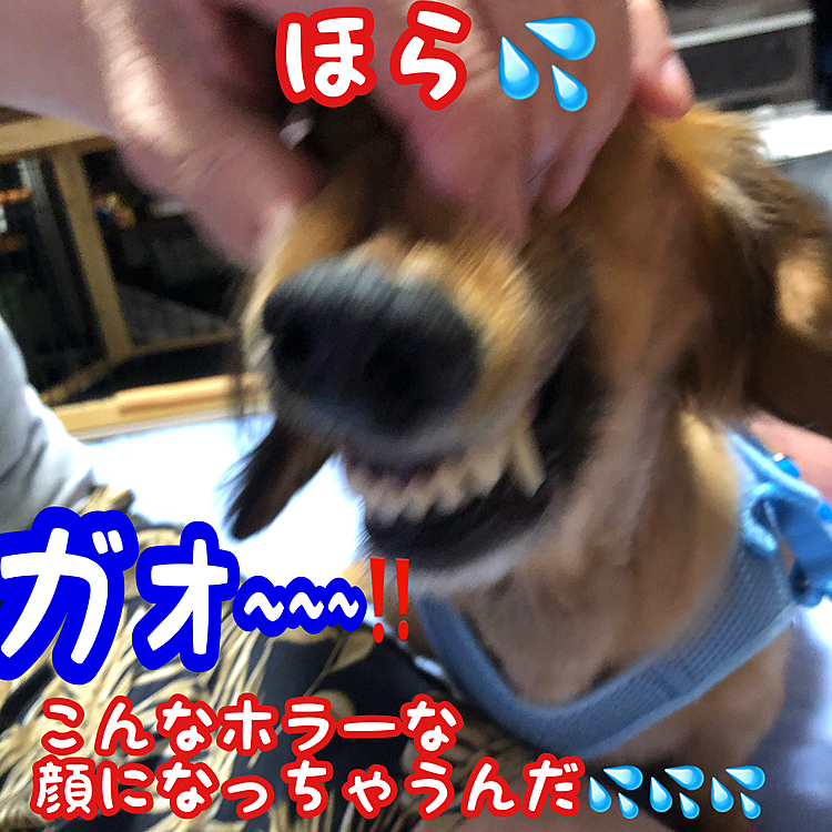 最近オムツを替えたり､ハミガキの雰囲気がわかるのか…スゴい怒りますΣ(゜Д゜;)まぢかっ!!